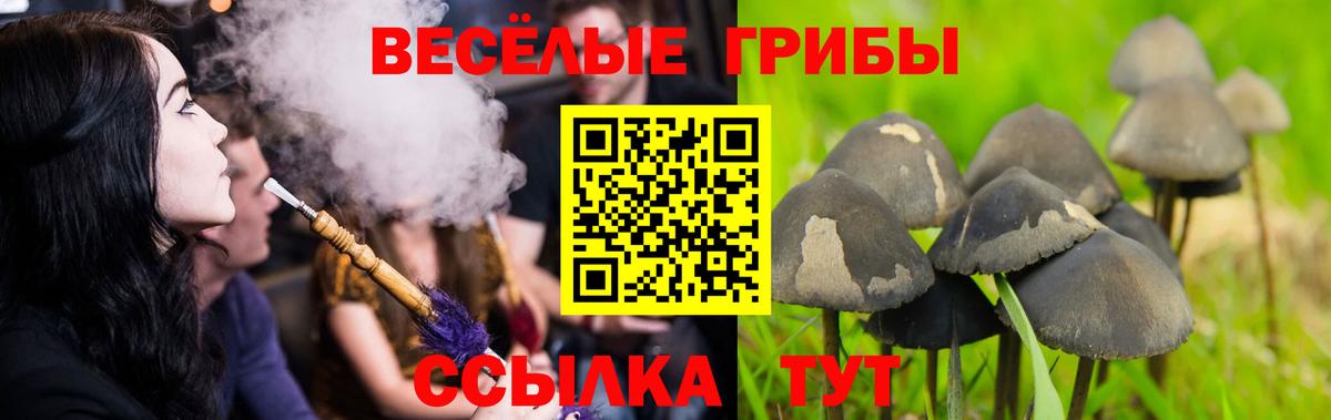 Галлюциногенные грибы Psilocybine cubensis Звенигород